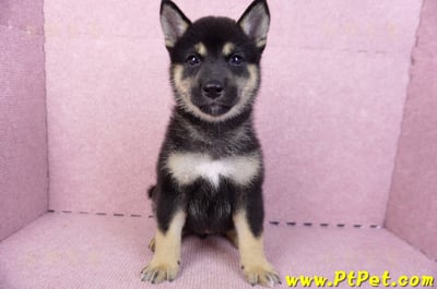 07/05黑色柴犬母幼犬2號(台北中山)1