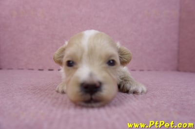 04/18馬爾泰迪公幼犬2
