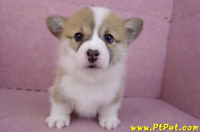 11/30雙色柯基犬母幼犬4