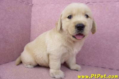 03/12黃金獵犬公幼犬3號(新北三重)3