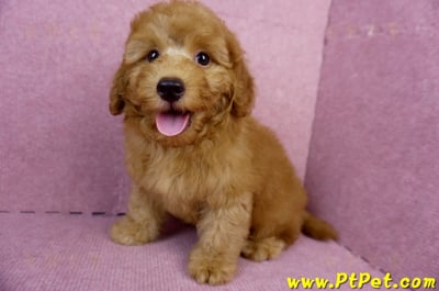 05/22迷你型紅貴賓公幼犬(新竹湖口)9