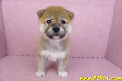 07/11赤色柴犬母幼犬1號(新北中和)1