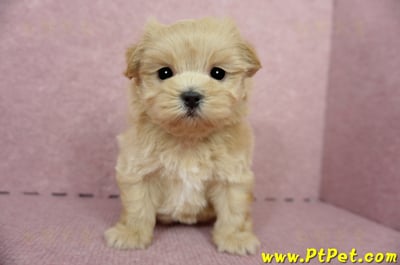 04/23奶油色馬爾泰迪公幼犬(屏東東港)3