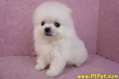 07/23迷你型松鼠白博美公幼犬(新竹香山)9