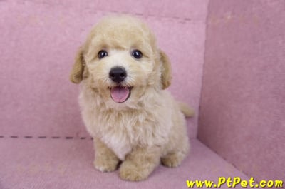 08/14泰迪比熊公幼犬4號(台中南區)9