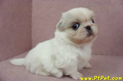 12/28北京狗母幼犬(桃園龍潭)4