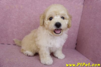 07/18泰迪比熊公幼犬6