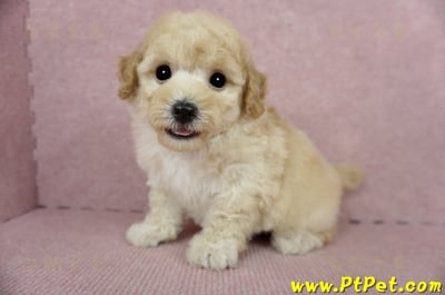 03/12泰迪比熊公幼犬1號(嘉義市)9