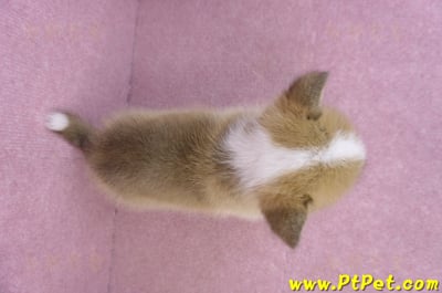 11/30雙色柯基犬母幼犬12