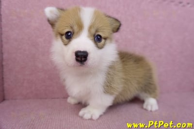 05/31雙色柯基犬母幼犬(屏東新埤)10