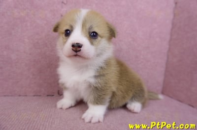 07/09雙色柯基犬母幼犬4