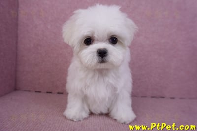 11/20茶杯型馬爾濟斯母幼犬(新北新莊)3