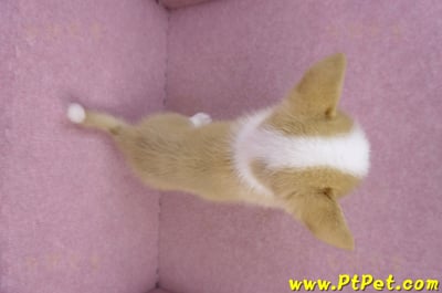 10/13雙色柯基犬公幼犬(台東市)12