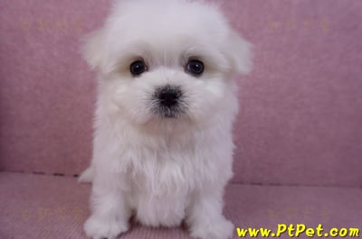 11/20馬爾濟斯公幼犬(彰化二林)4