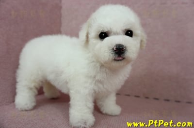 03/11比熊犬母幼犬(嘉義)7