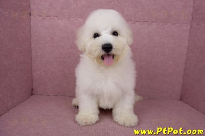 05/20比熊犬公幼犬(新北林口)3