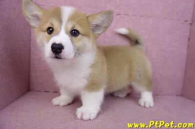 11/30雙色柯基犬母幼犬(屏東萬巒)10