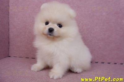 06/23迷你型松鼠白博美公幼犬2號(屏東鹽埔)10