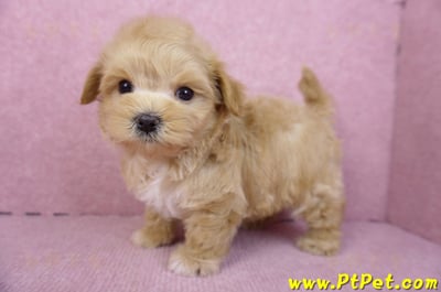 11/23馬爾泰迪公幼犬3號9