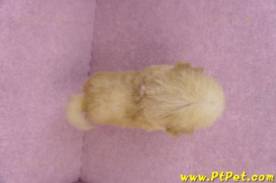 08/12泰迪比熊母幼犬(高雄鼓山)11