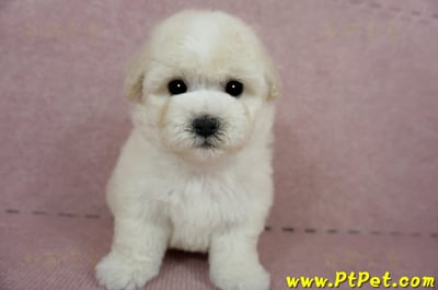 03/11比熊犬公幼犬2號(桃園蘆竹)4