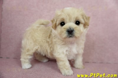 03/02馬爾泰迪母幼犬2號(台東卑南)5