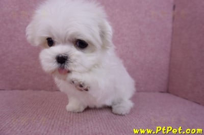 11/20馬爾濟斯母幼犬1