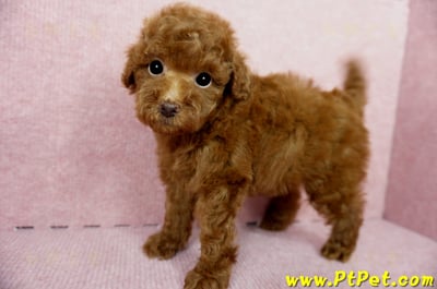 04/15玩具型紅貴賓母幼犬2號(高雄鳳山)9