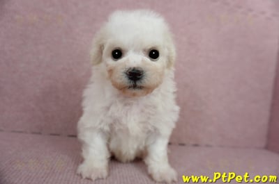 01/12比熊犬公幼犬(屏東市)1