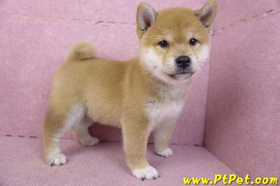 02/06赤色柴犬母幼犬(新竹東區)8