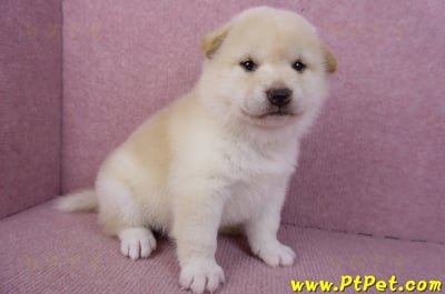 12/10白色柴犬母幼犬4