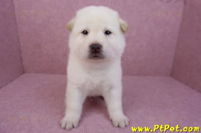 05/24白色柴犬公幼犬1號1