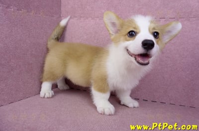 08/05雙色柯基犬公幼犬(新北新店)1