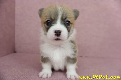 04/13雙色柯基犬母幼犬2號(台南東區)2