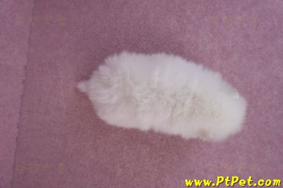 10/11松鼠白博美公幼犬3號(高雄六龜)7