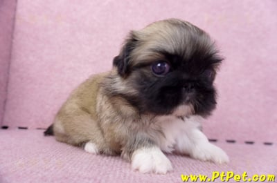 10/31松色北京狗母幼犬(新北三重)3