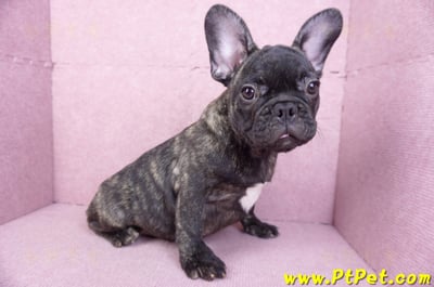 09/18虎斑色法國鬥牛母幼犬6