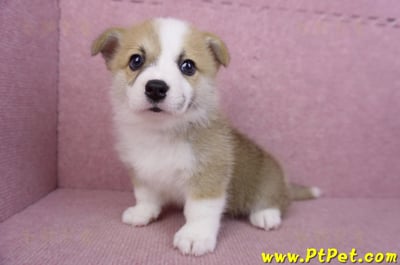 06/21雙色柯基犬公幼犬(台北)9