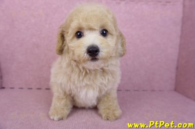 08/14泰迪比熊公幼犬4號(台中南區)3