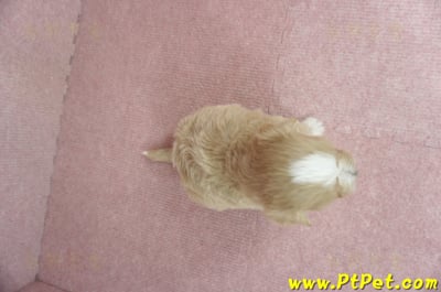 03/21奶油色馬爾泰迪 I 母幼犬1號(台中南屯)7