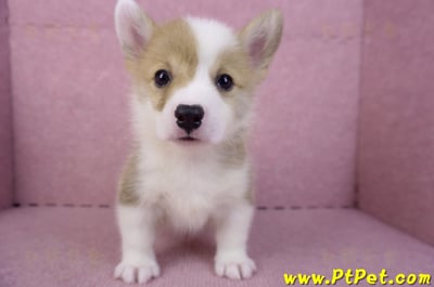 10/13雙色柯基犬公幼犬2號(台中南屯)3