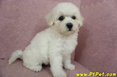 05/20比熊犬母幼犬(桃園楊梅)5