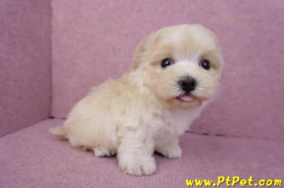 08/02奶油色馬爾泰迪公幼犬(桃園龍潭)8