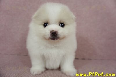 02/11迷你型松鼠白博美母幼犬(屏東市)1