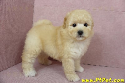 11/26迷你型奶油貴賓公幼犬(屏東市)6