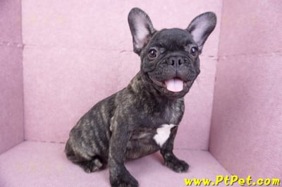 09/18虎斑色法國鬥牛母幼犬5