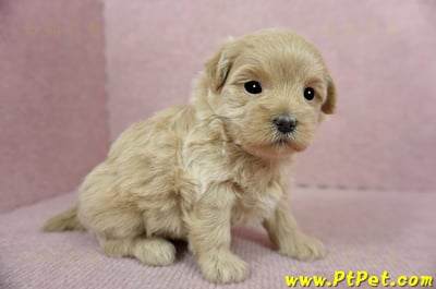 2/23奶油色馬爾泰迪 II 母幼犬(花蓮吉安)3