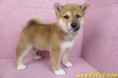 11/08赤色柴犬母幼犬(屏東九如)7