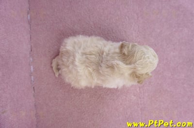 01/20泰迪比熊公幼犬1號7