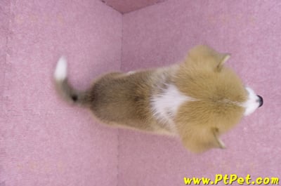 08/05雙色柯基犬母幼犬(台中潭子)11